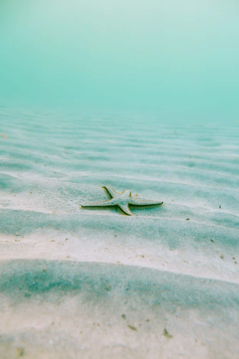 Serene Underwater Starfish Summer.jpg Wallpaper