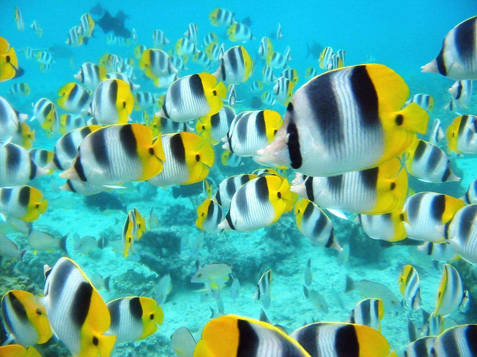 Serene Underwater World - Colorful Sea Turtles Swimming Wallpaper