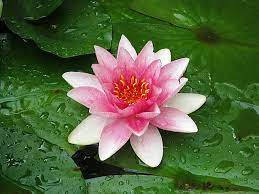Serene Water Lily Flourishing In A Tranquil Pond Wallpaper