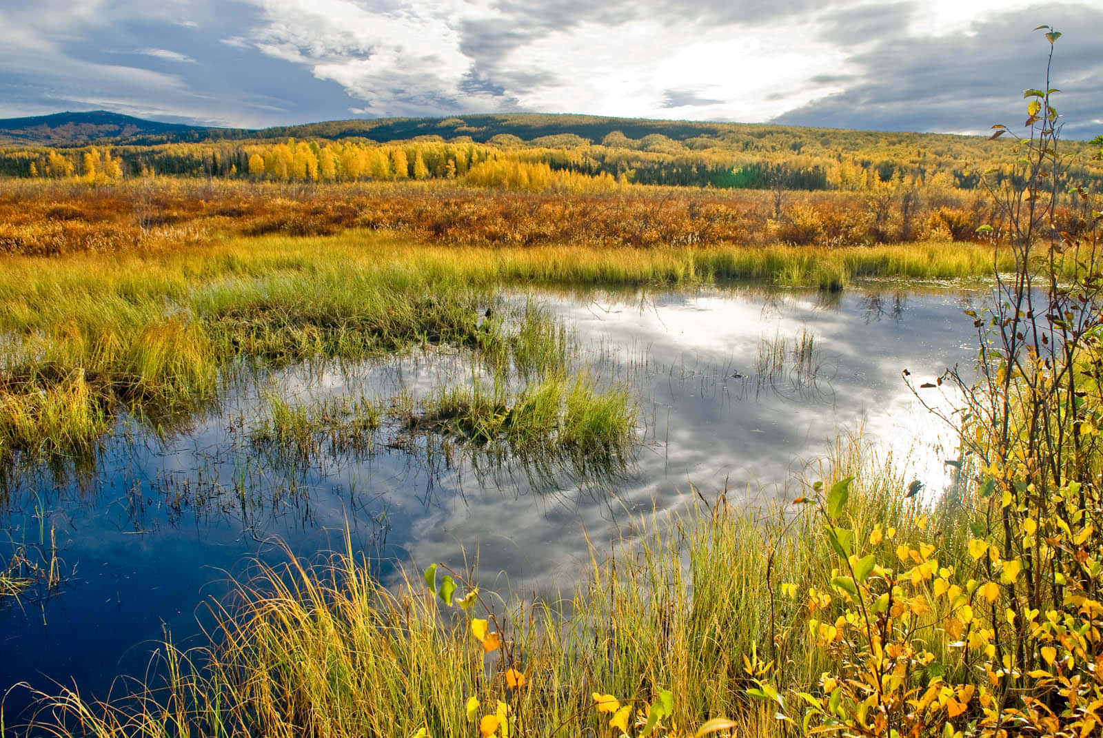 Serene Wetland Ecosystem With Abundant Plants Wallpaper