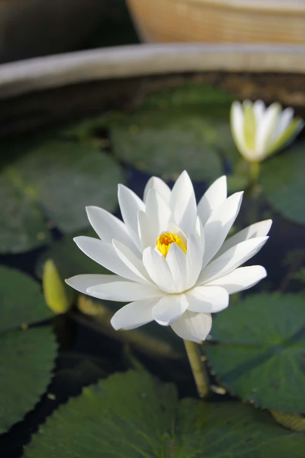 Serene White Lotus Bloom Wallpaper
