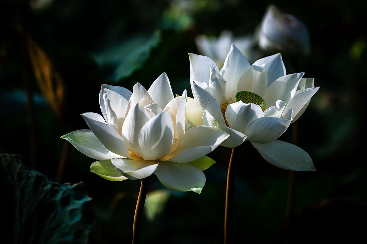 Serene White Lotus Blooms Wallpaper