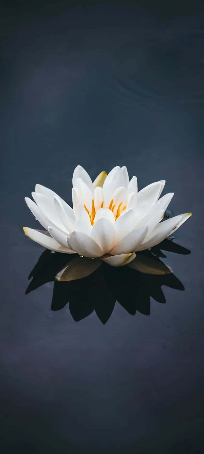 Serene White Lotus Reflection Wallpaper