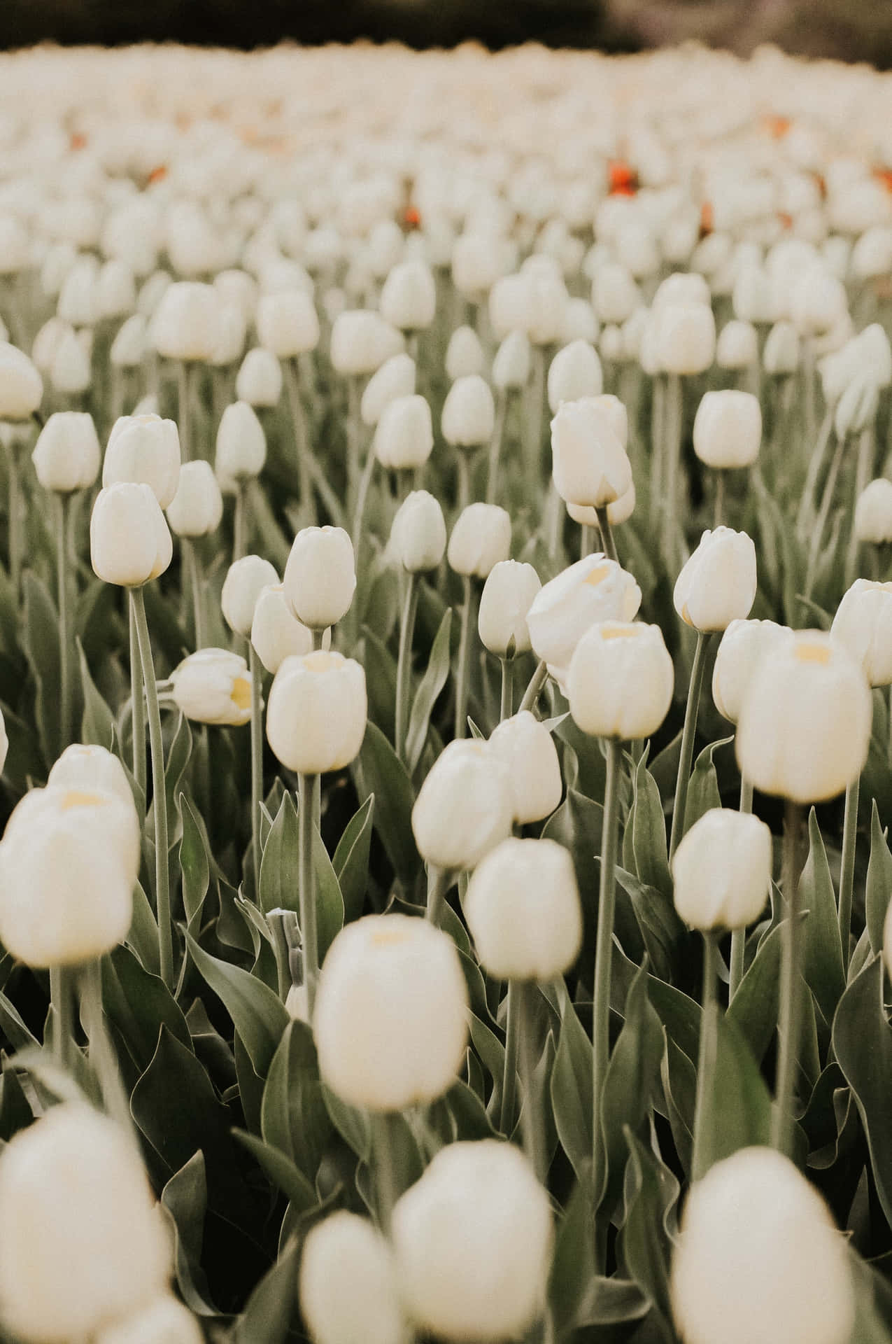 Serene White Tulip Field Aesthetic Wallpaper