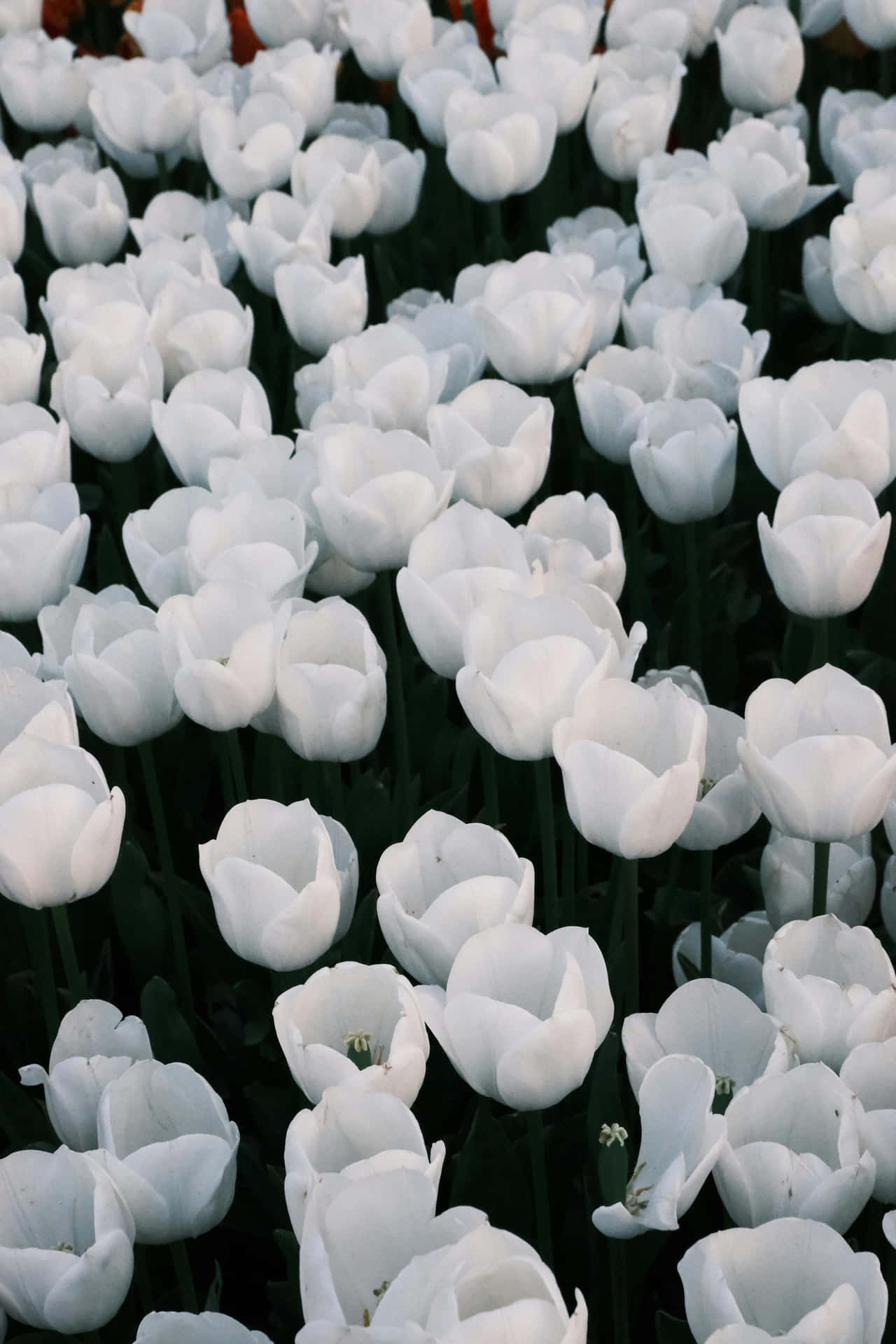 Serene_ White_ Tulip_ Field.jpg Wallpaper