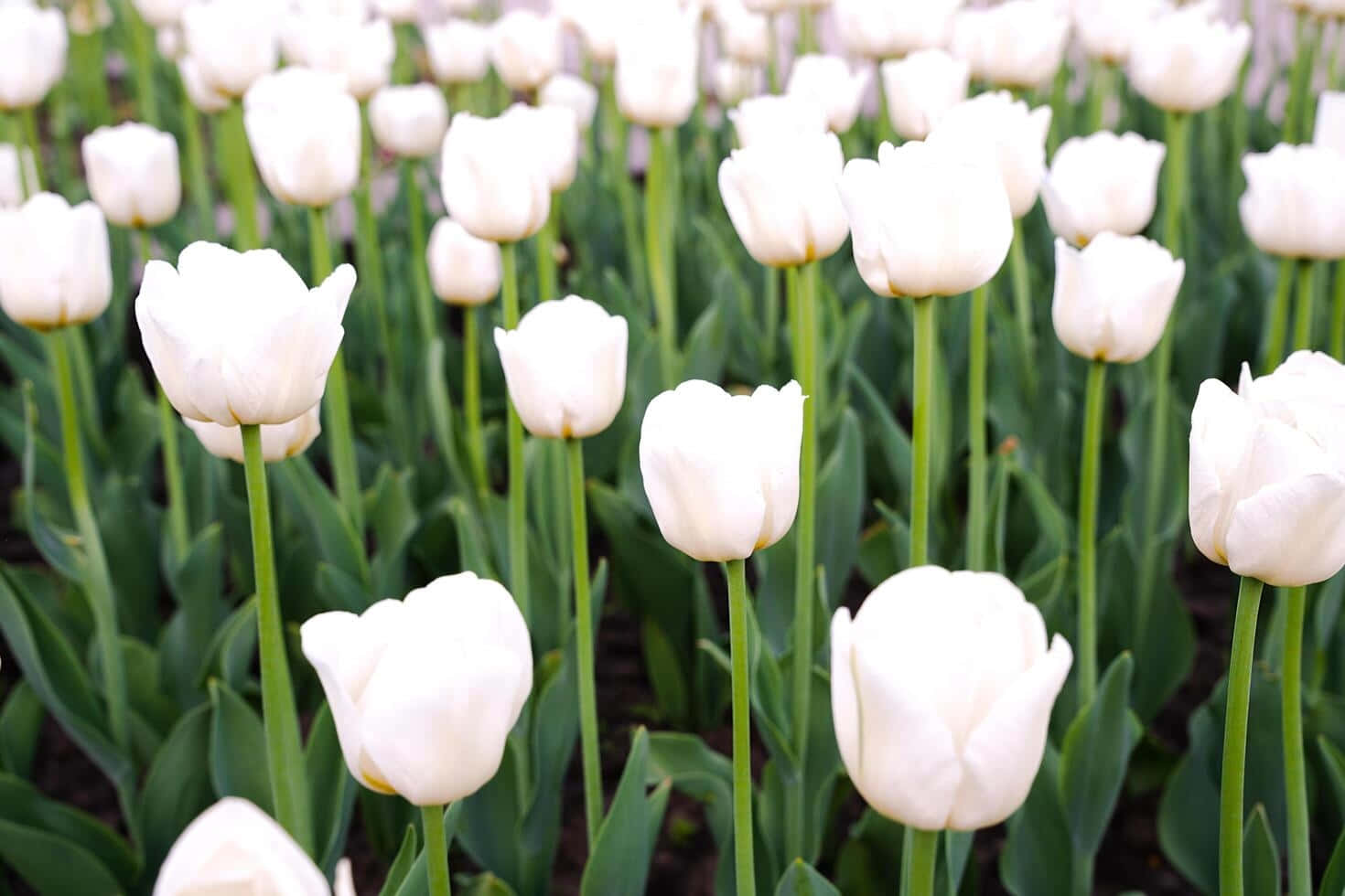 Serene White Tulip Field Wallpaper