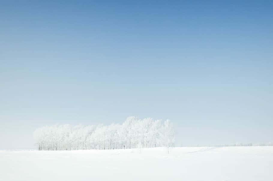 Serene Winter Forest Silhouette Wallpaper