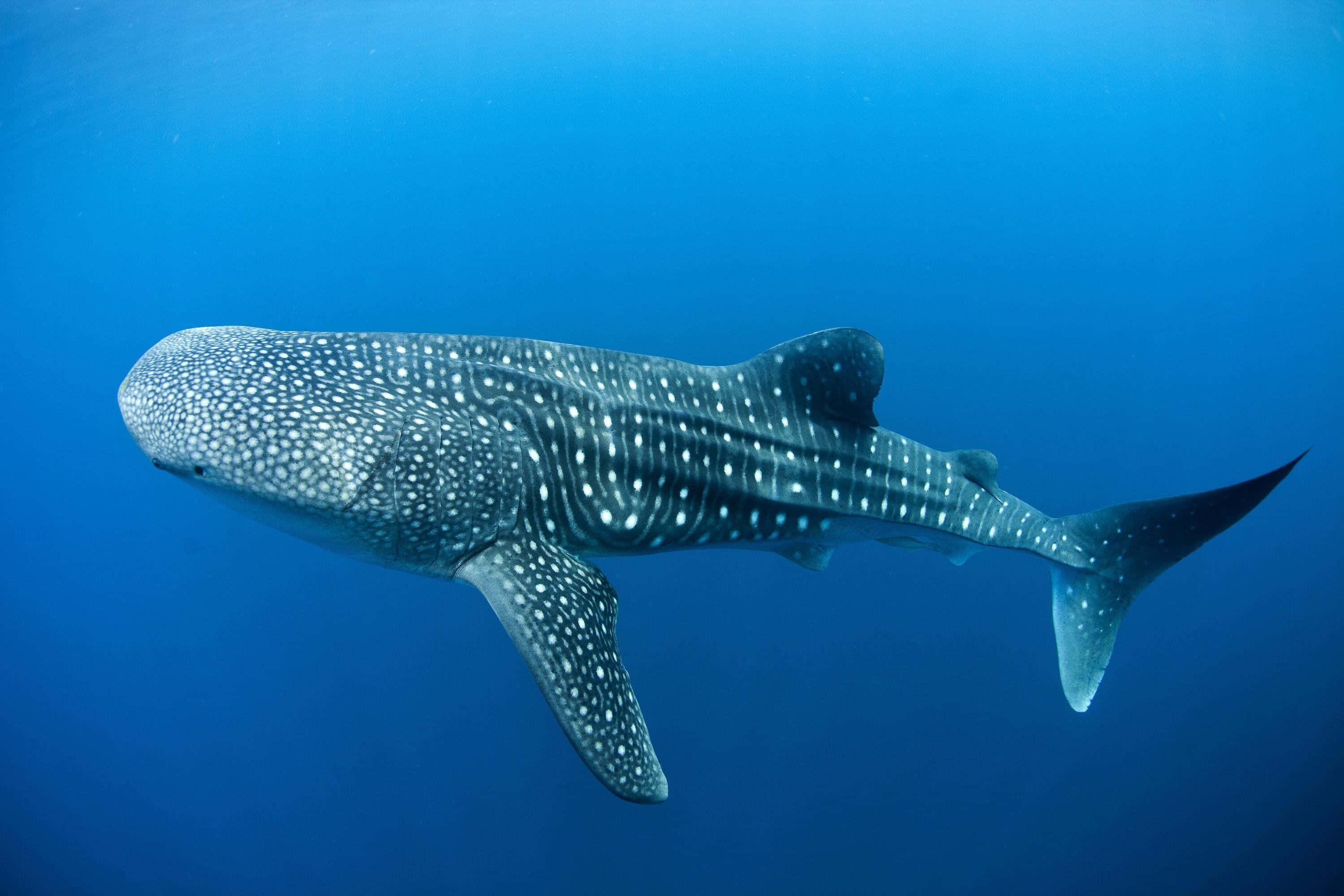Serenely Swimming Whale Shark Wallpaper