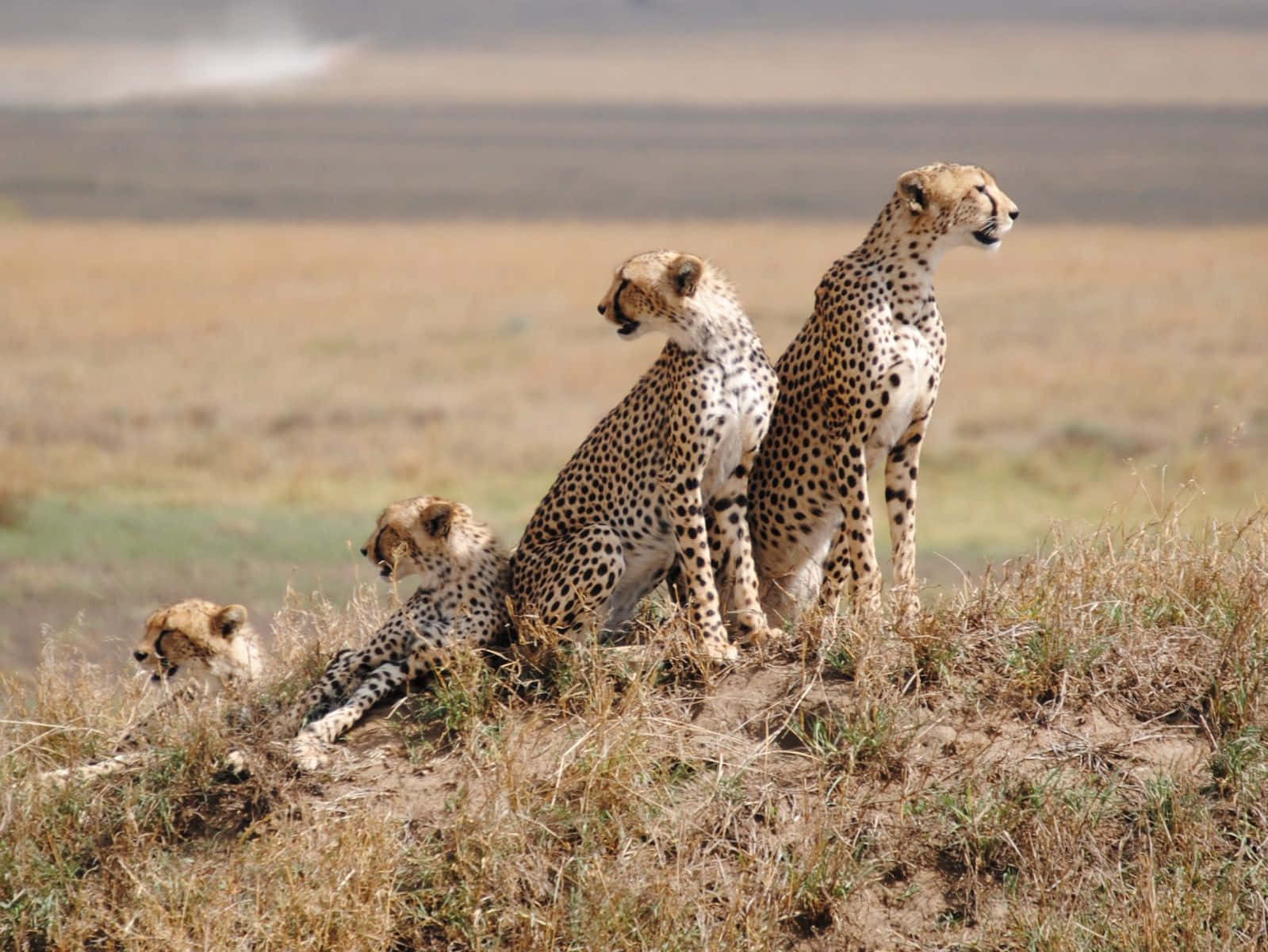 Titolomaestosi Ghepardi Nella Incantevole Riserva Nazionale Del Serengeti Sfondo