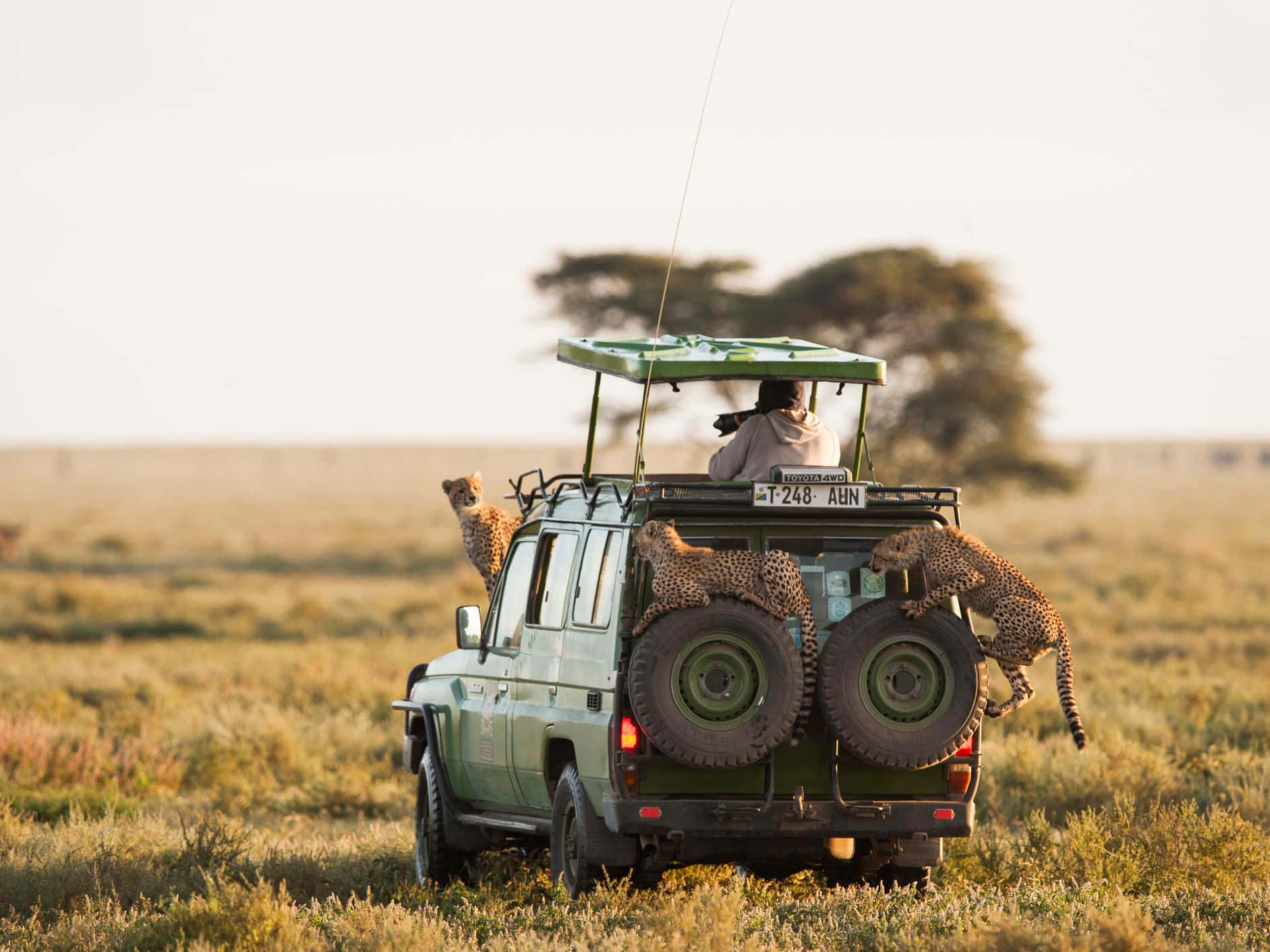 Serengeti National Park Geparder på en Safari Køretøj Tapet Wallpaper