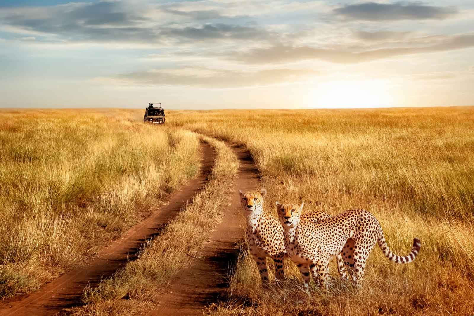 Parconazionale Del Serengeti, Ghepardi Sulla Pista Sfondo