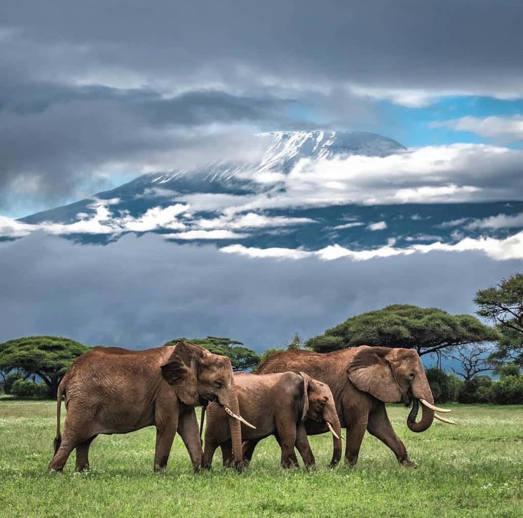 Parconazionale Del Serengeti Famiglia Di Elefanti Sfondo