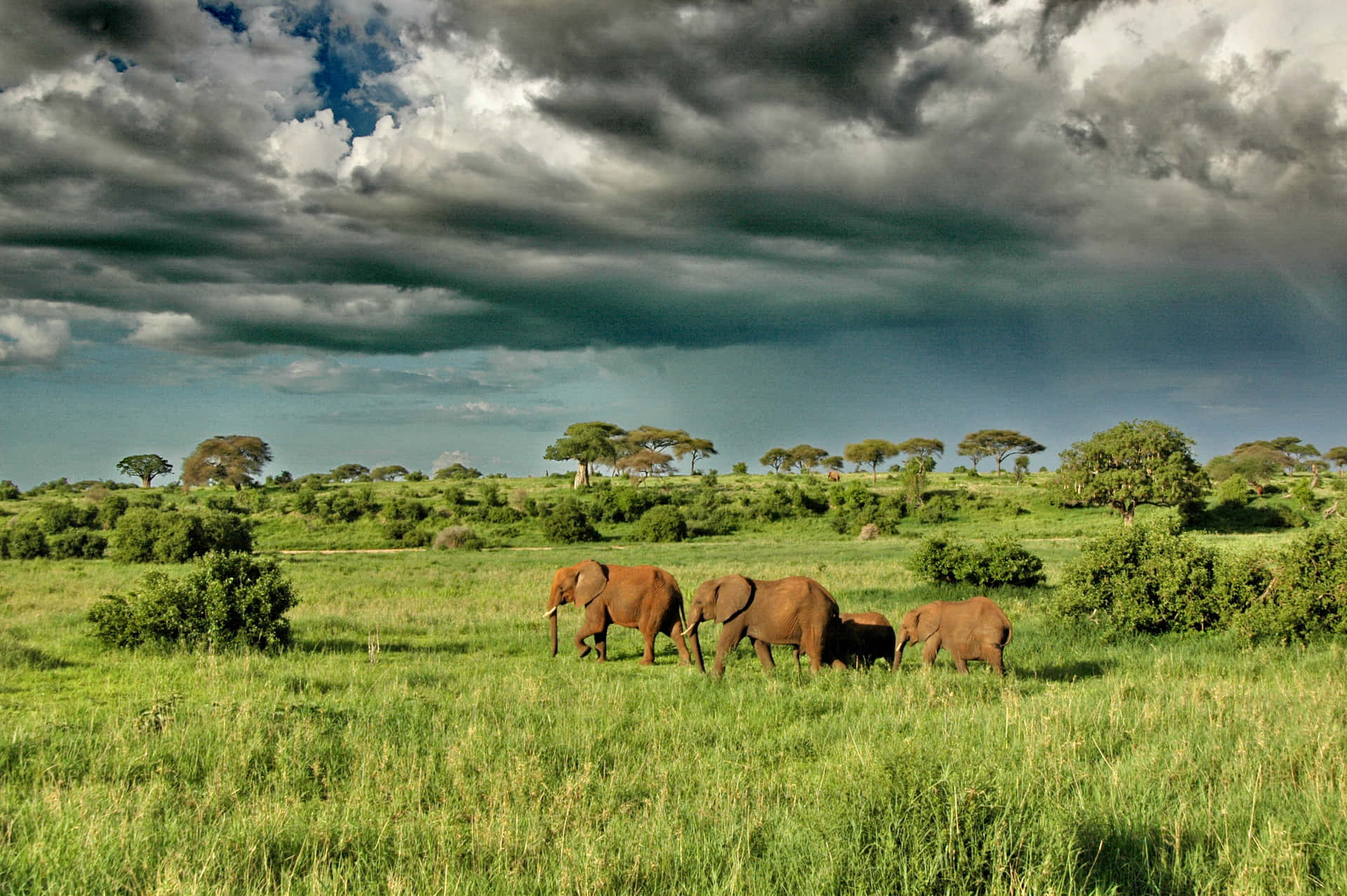 Parquenacional Serengeti Elefantes Na Grama Verde. Papel de Parede