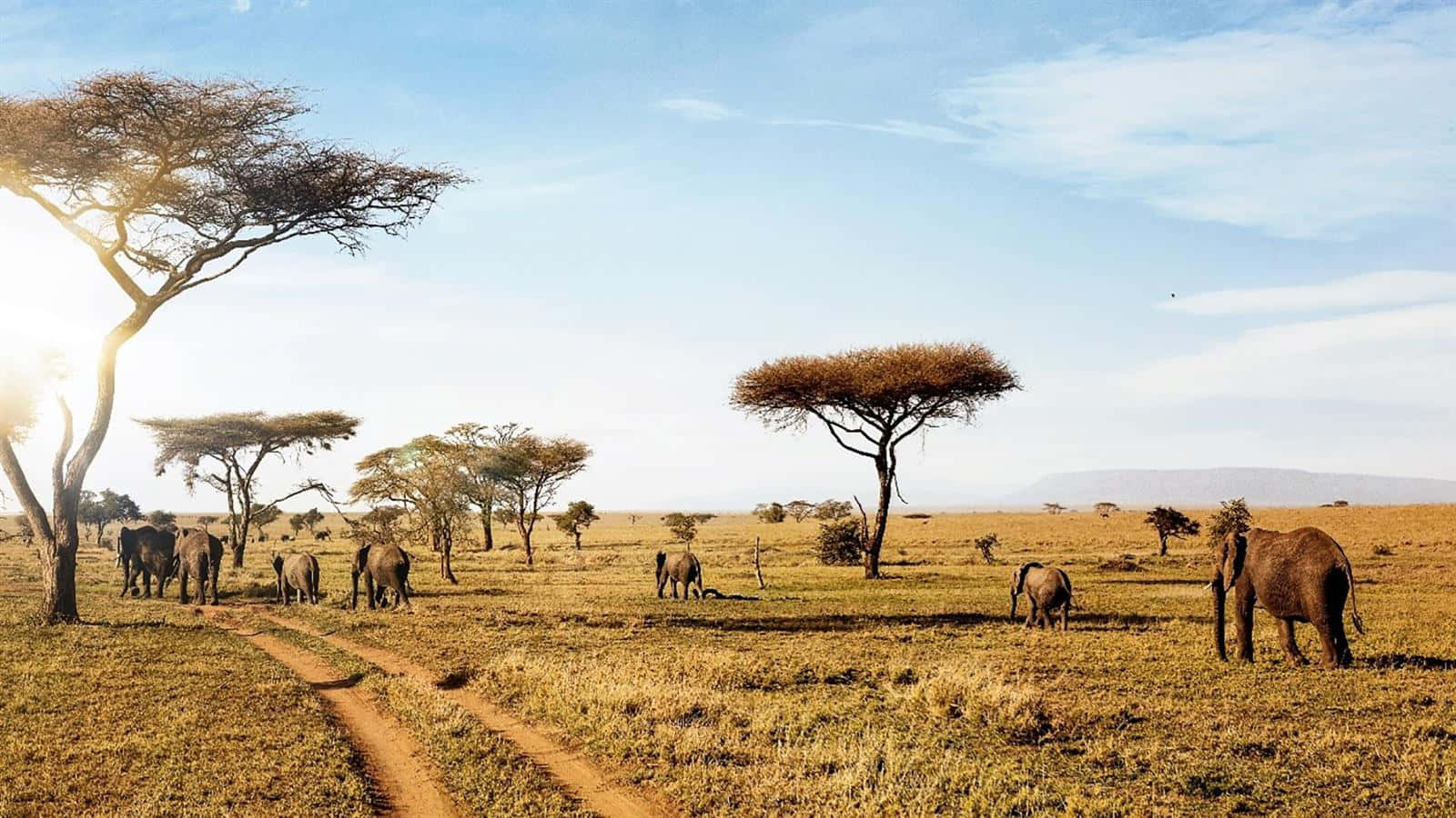 Parquenacional Serengeti Pocos Elefantes Fondo de pantalla