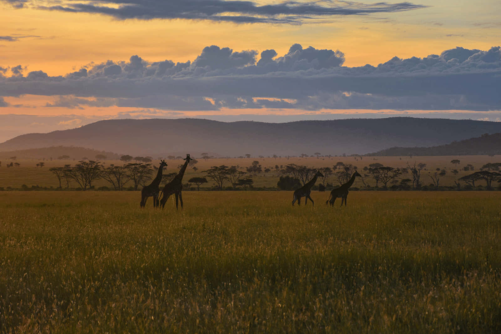 Parquenacional Do Serengeti Girafas Nos Campos. Papel de Parede