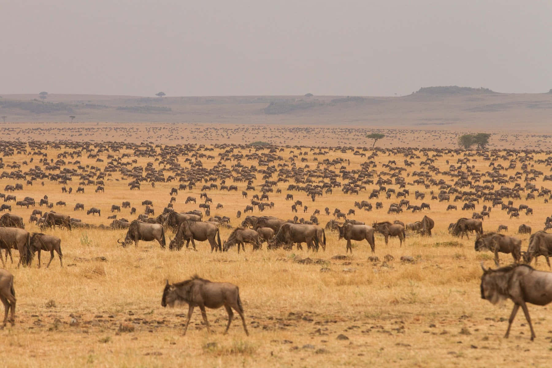 Serengeti National Park Hundreds Wildebeests Wallpaper