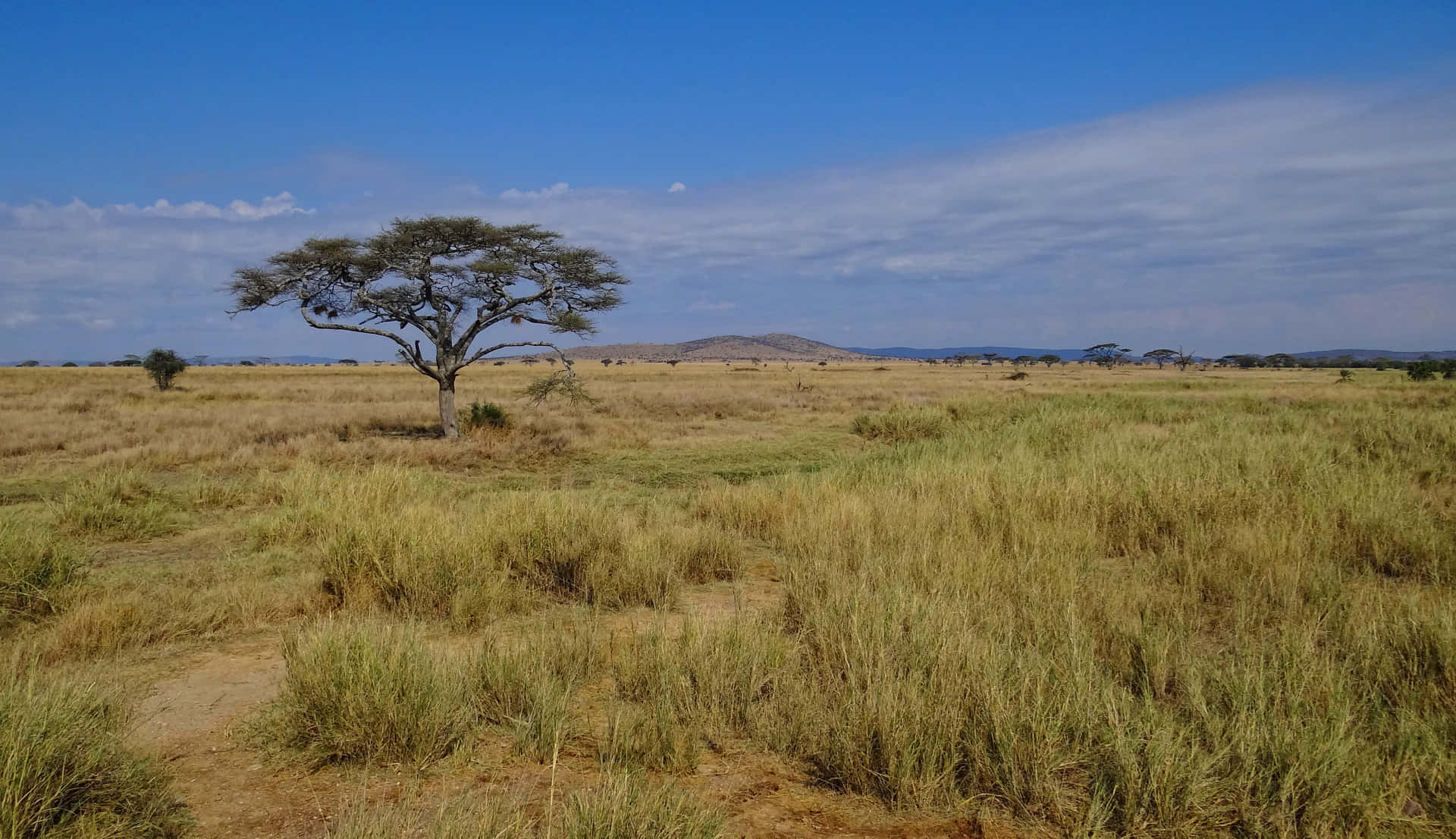 Incantevolepaesaggio Del Parco Nazionale Del Serengeti Sfondo