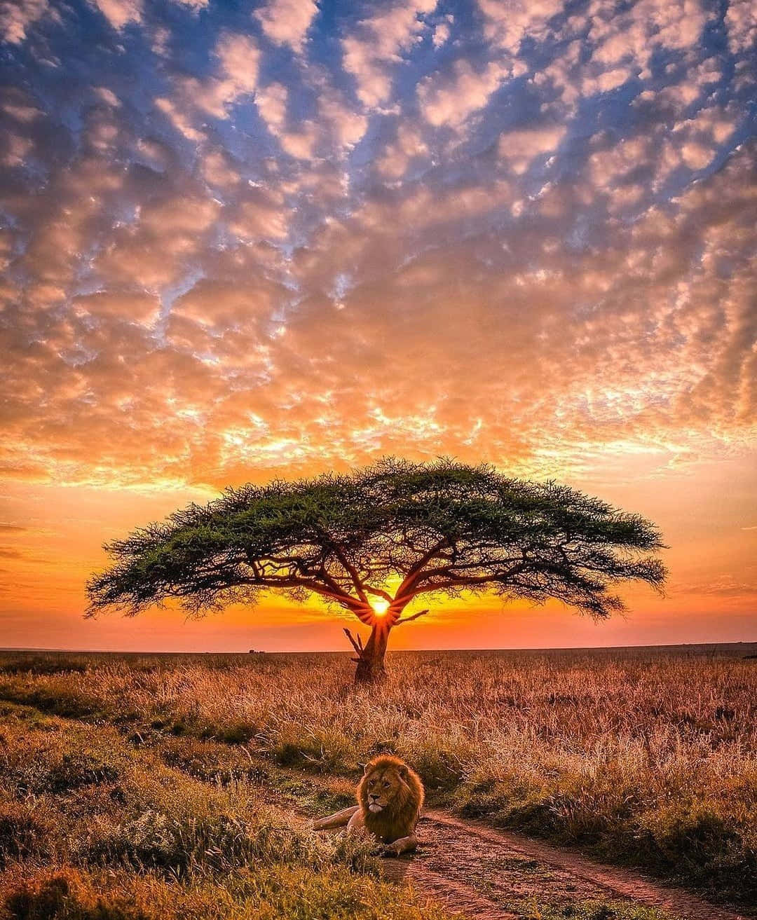 Parquenacional Serengeti Leão Pôr-do-sol. Papel de Parede