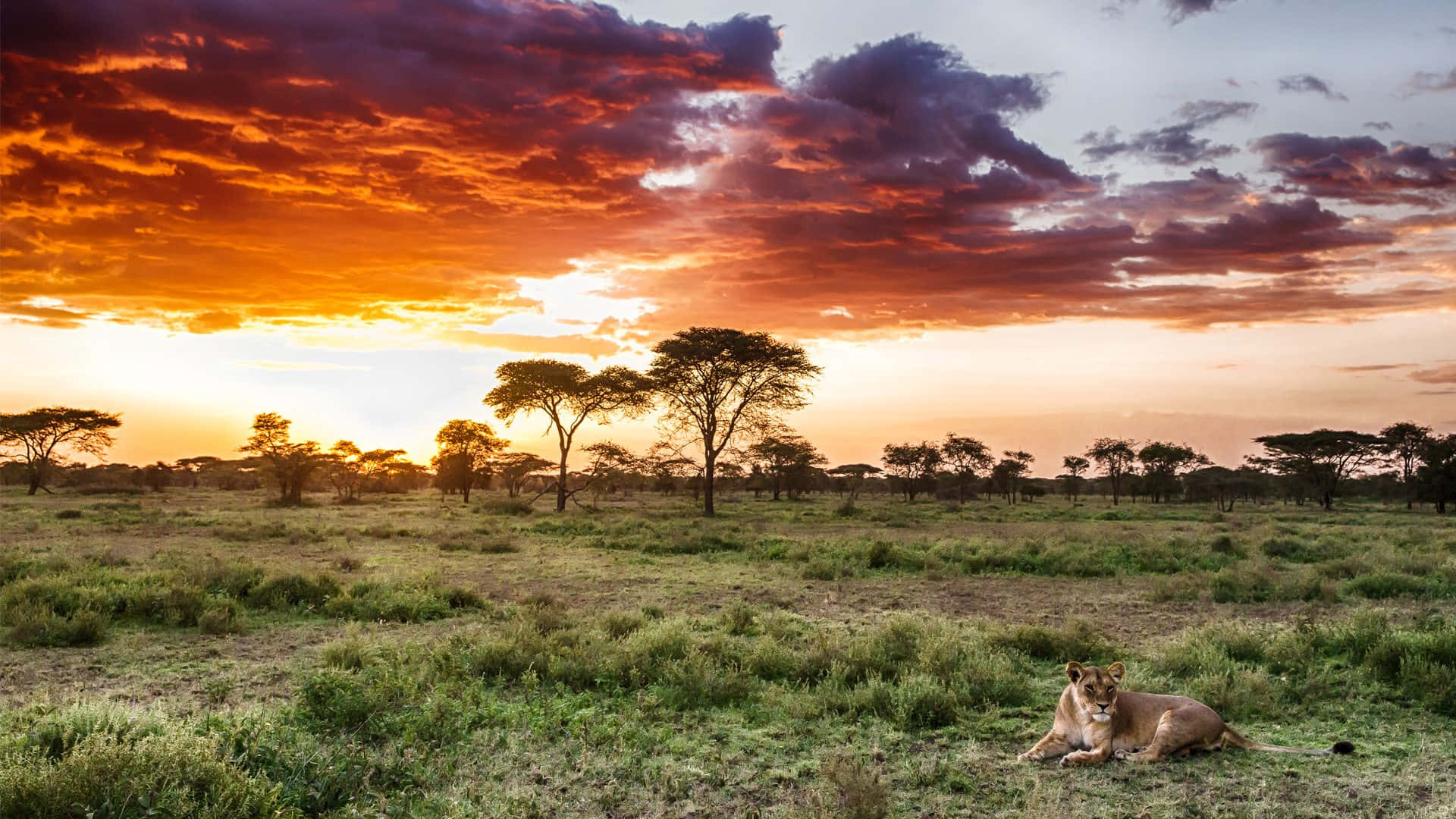 Serengeti National Park Lioness Sitting Wallpaper