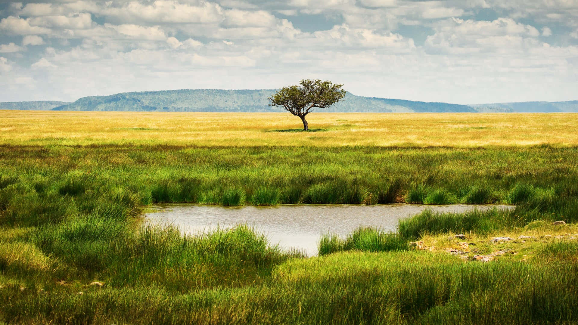 Serengeti National Park Pool Of Water Wallpaper