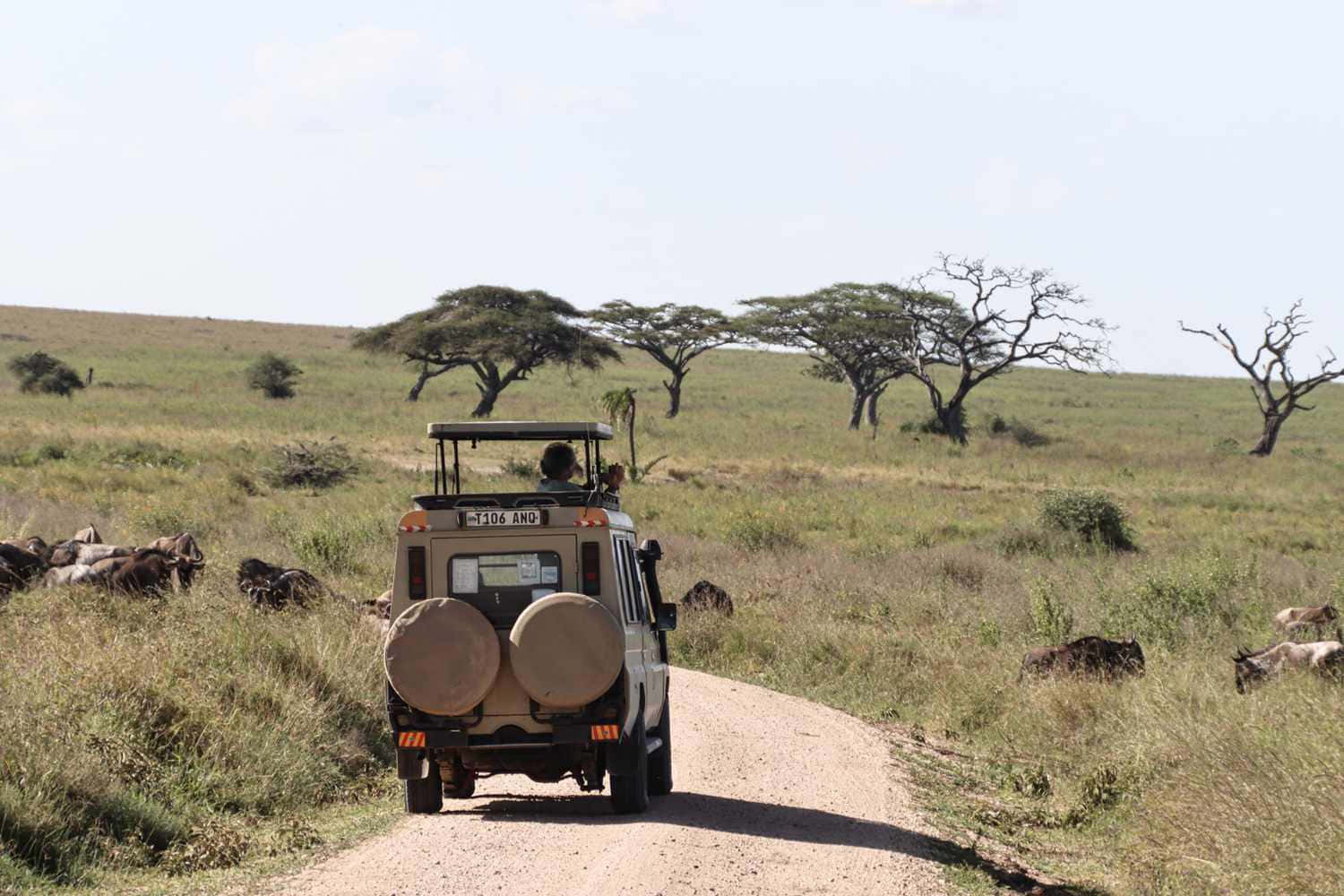 Safarifahrzeug Im Serengeti-nationalpark Wallpaper