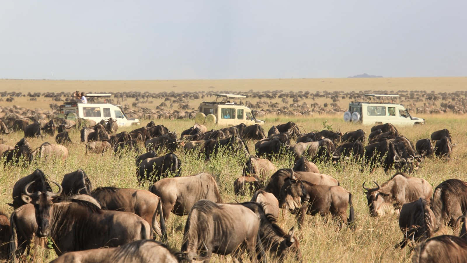 Migrazionedei Gnu Nel Parco Nazionale Del Serengeti Sfondo