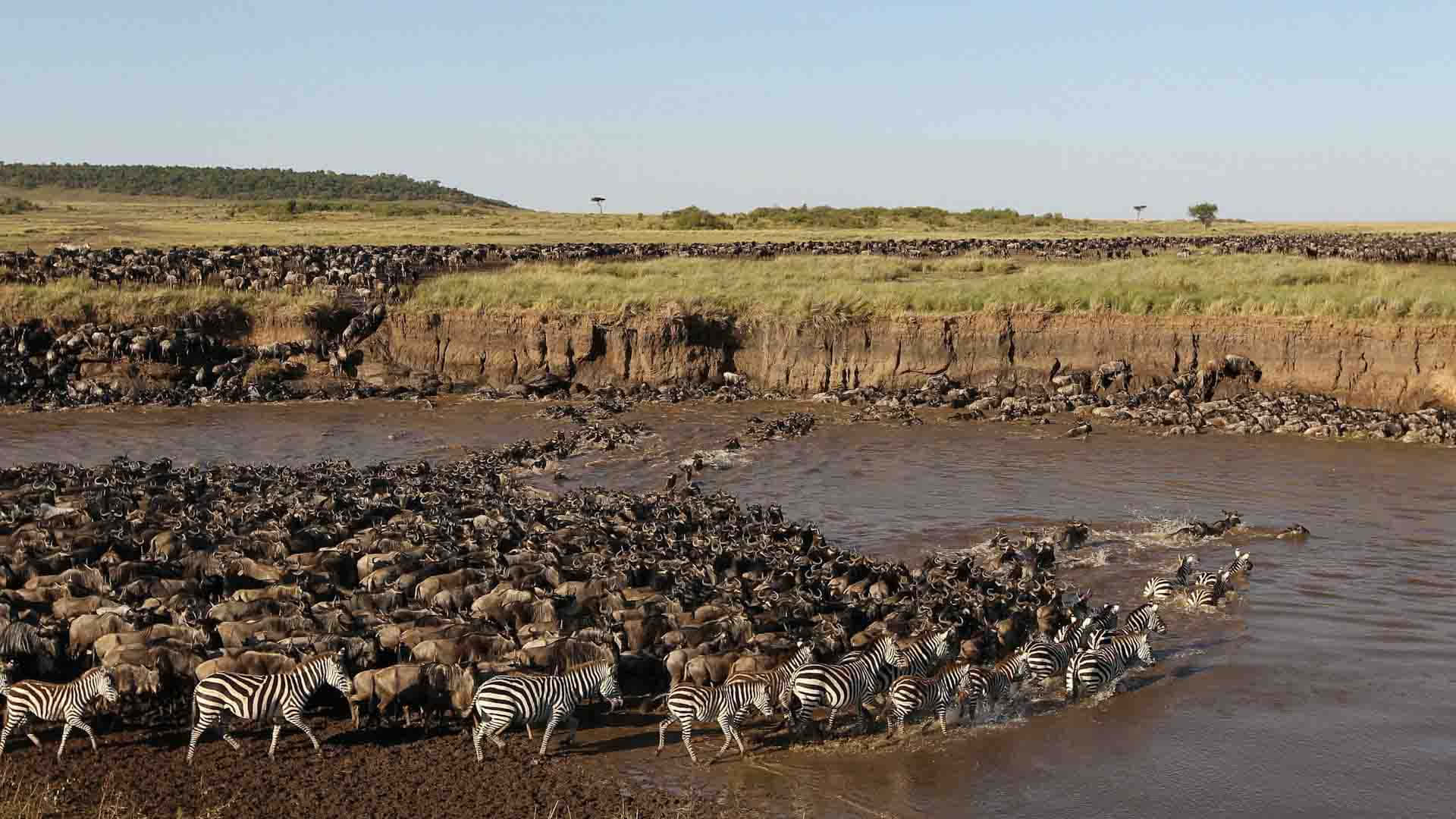 Serengeti Nationalpark Wildebeests og Zebras River Scene Desktop Wallpaper Wallpaper