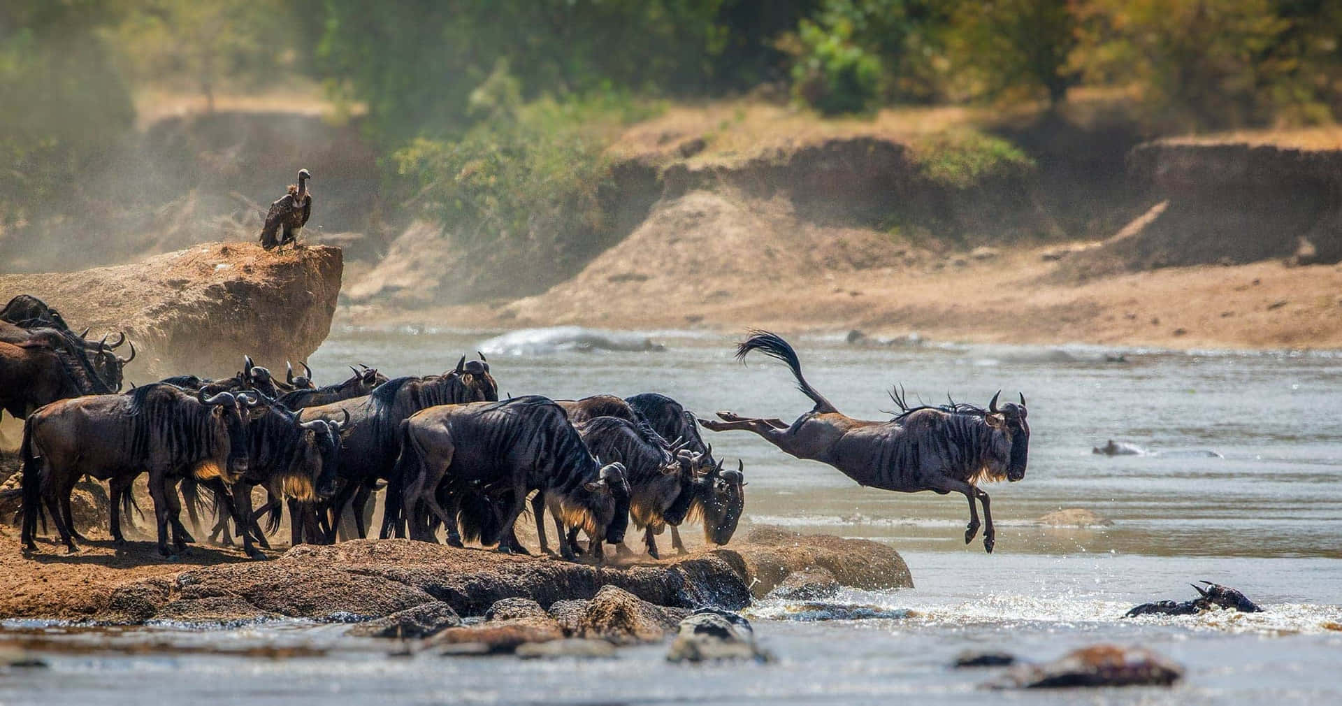 Parquenacional Serengeti: Cruzamento De Gnus Pelo Rio. Papel de Parede
