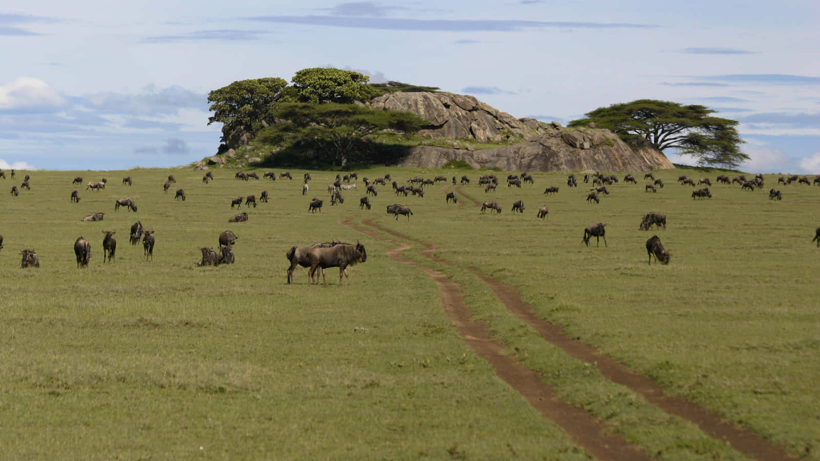 Parconazionale Del Serengeti: Gnu Che Mangiano L'erba Sfondo