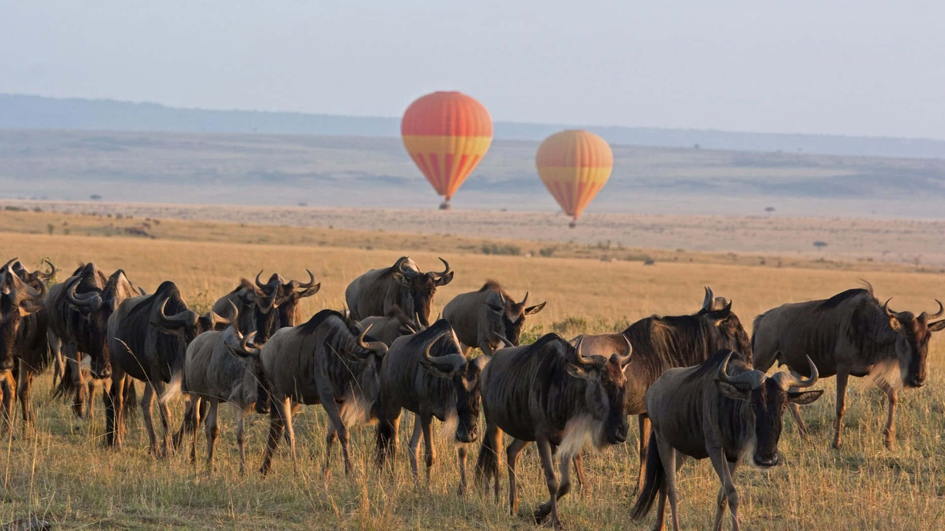 Serengeti National Park Wildebeests Hot Air Balloons Wallpaper