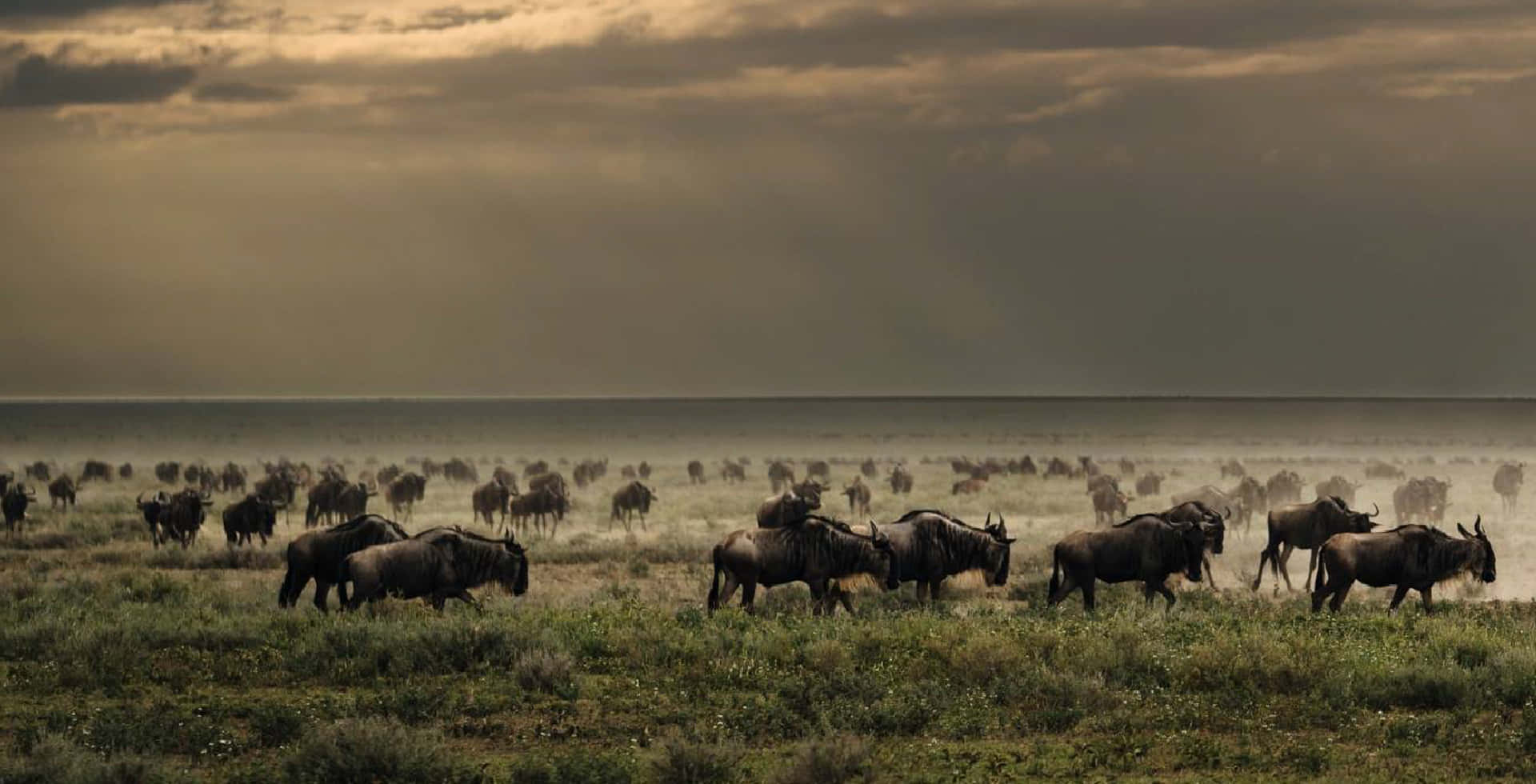 Parconazionale Del Serengeti: Migrazione Dei Gnu Sfondo