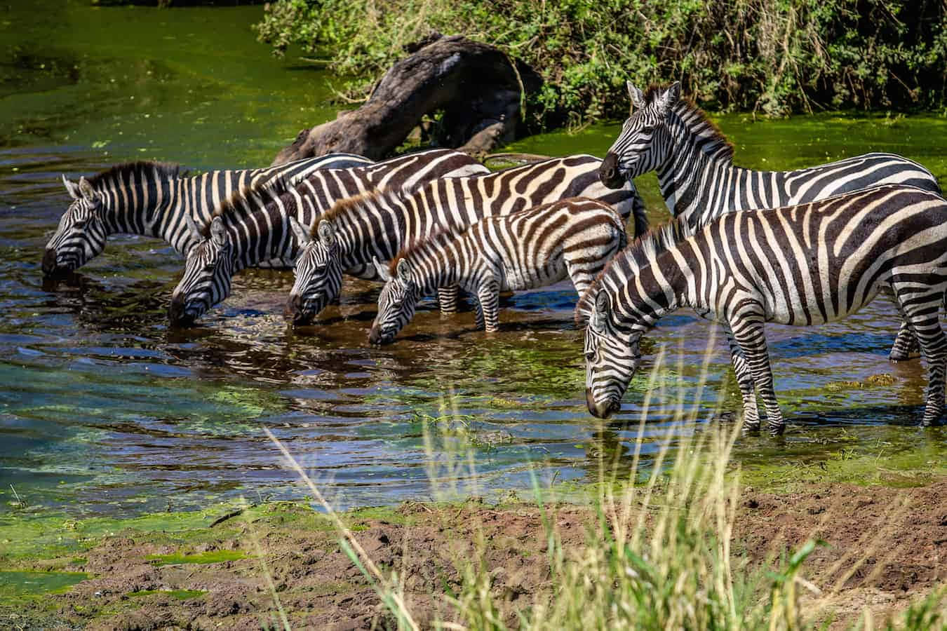 Serengetinationalpark: Zebras Beim Trinken Wallpaper
