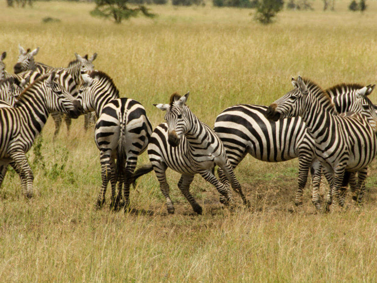 Parquenacional Serengeti Zebras Em Movimento. Papel de Parede