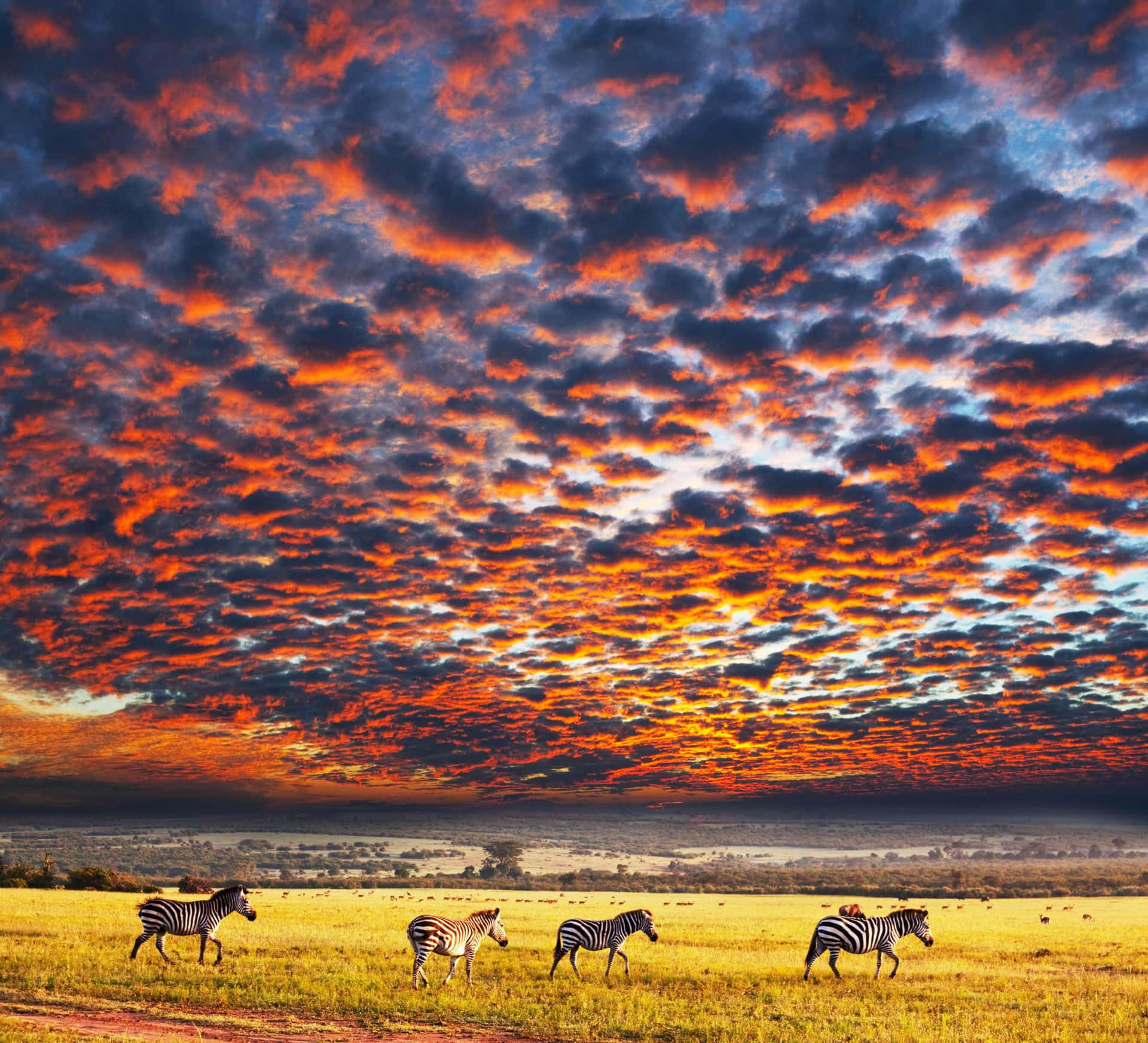 Caption: Zebras Grazing Under Majestic Orange Sky in Serengeti National Park Wallpaper