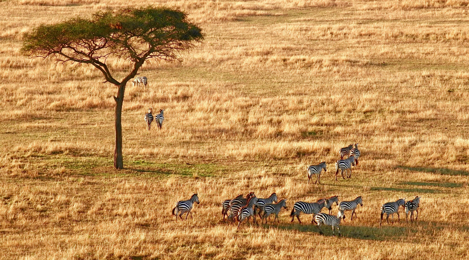 Serengeti Nationalpark Zebras galoperer over en gylden græsmark. Wallpaper