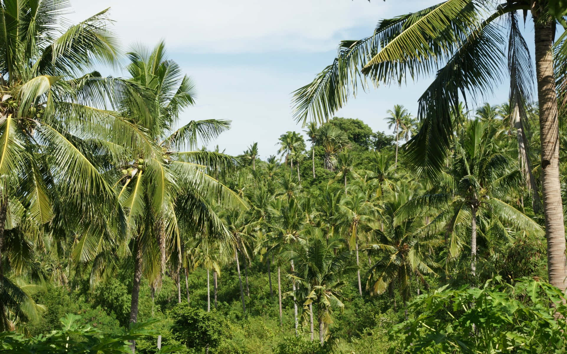 Serenitàtropicale: Un Maestoso Albero Di Cocco Contro Uno Stupefacente Tramonto