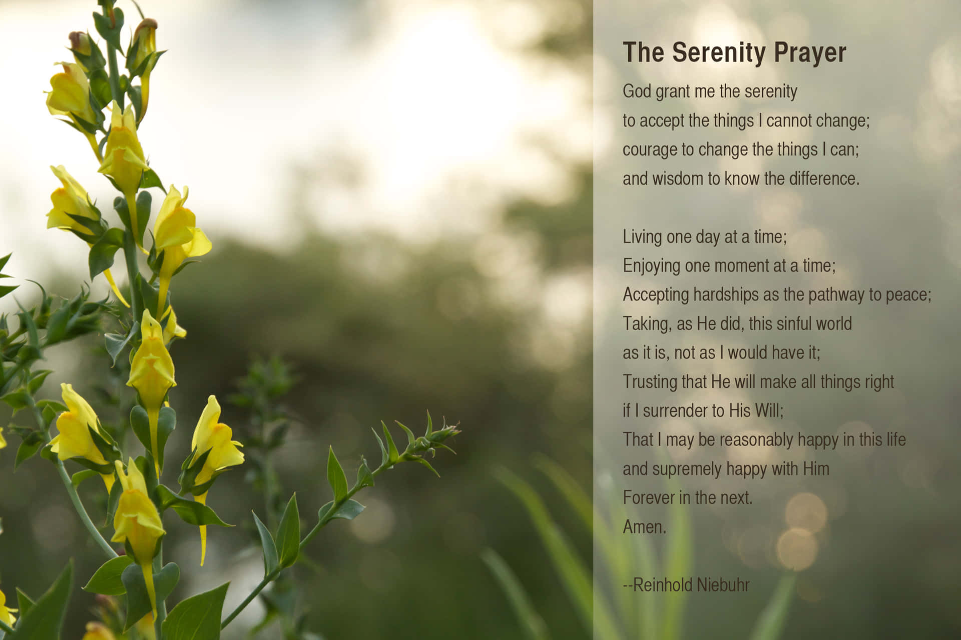 Gul Storkonval blomster Serenity Prayer på en subtil limegrøn baggrund Wallpaper