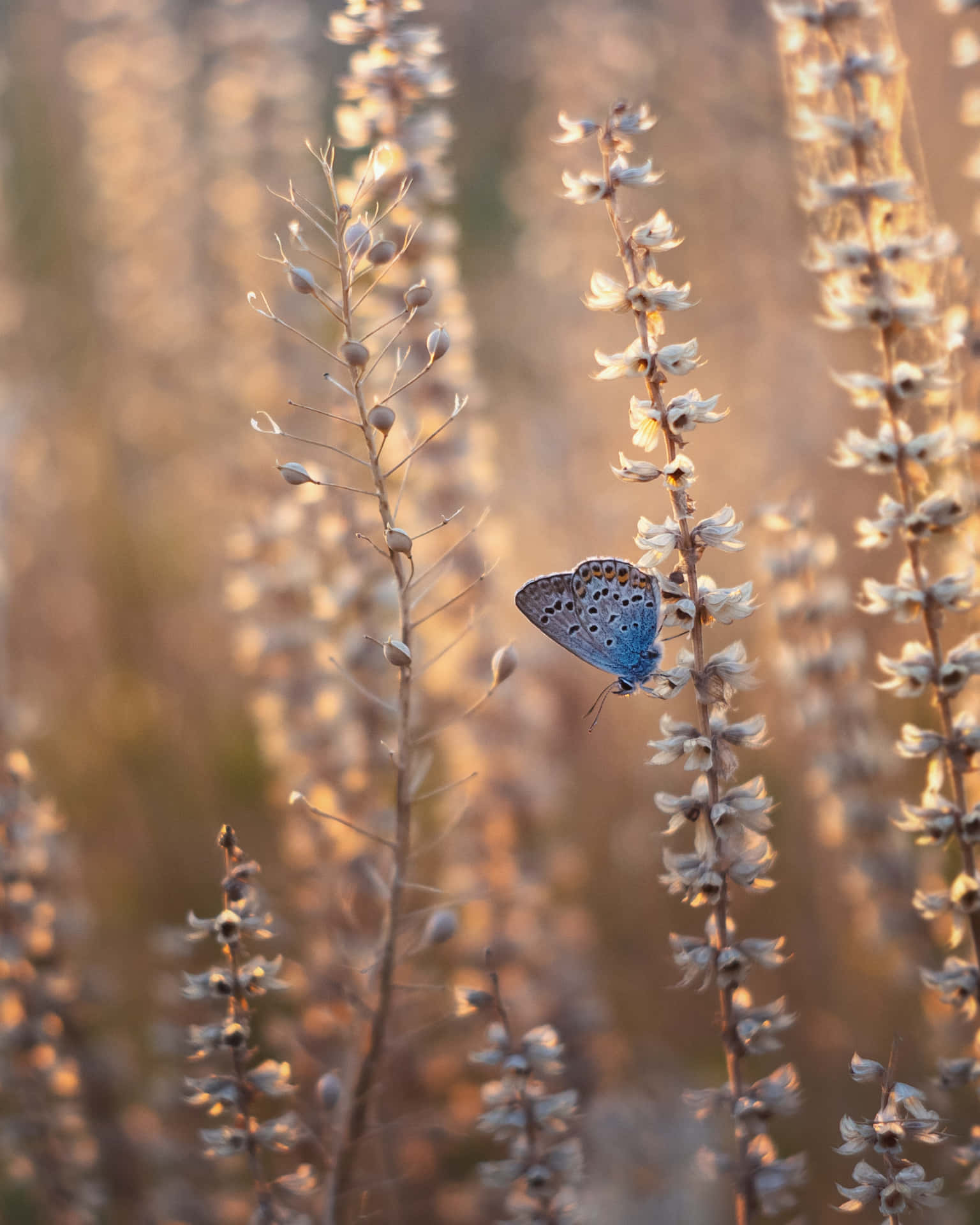 En blå sommerfugl sidder på en plante i solen. Wallpaper