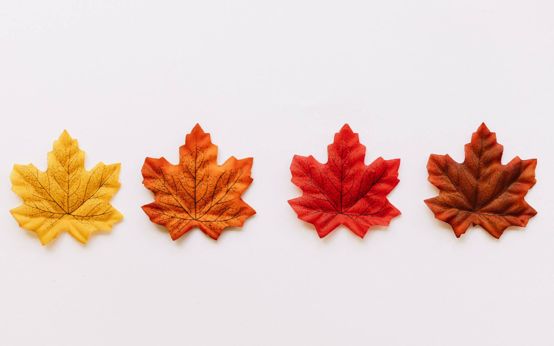 Series Of Maples Leaves Wallpaper