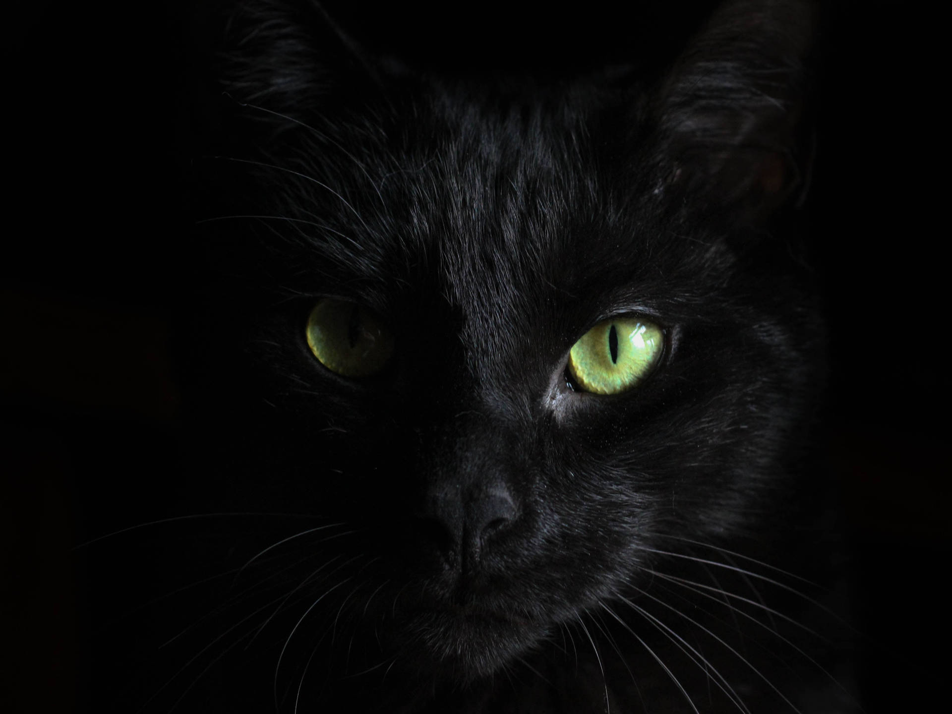 Serious Cat On Black Tablet Wallpaper