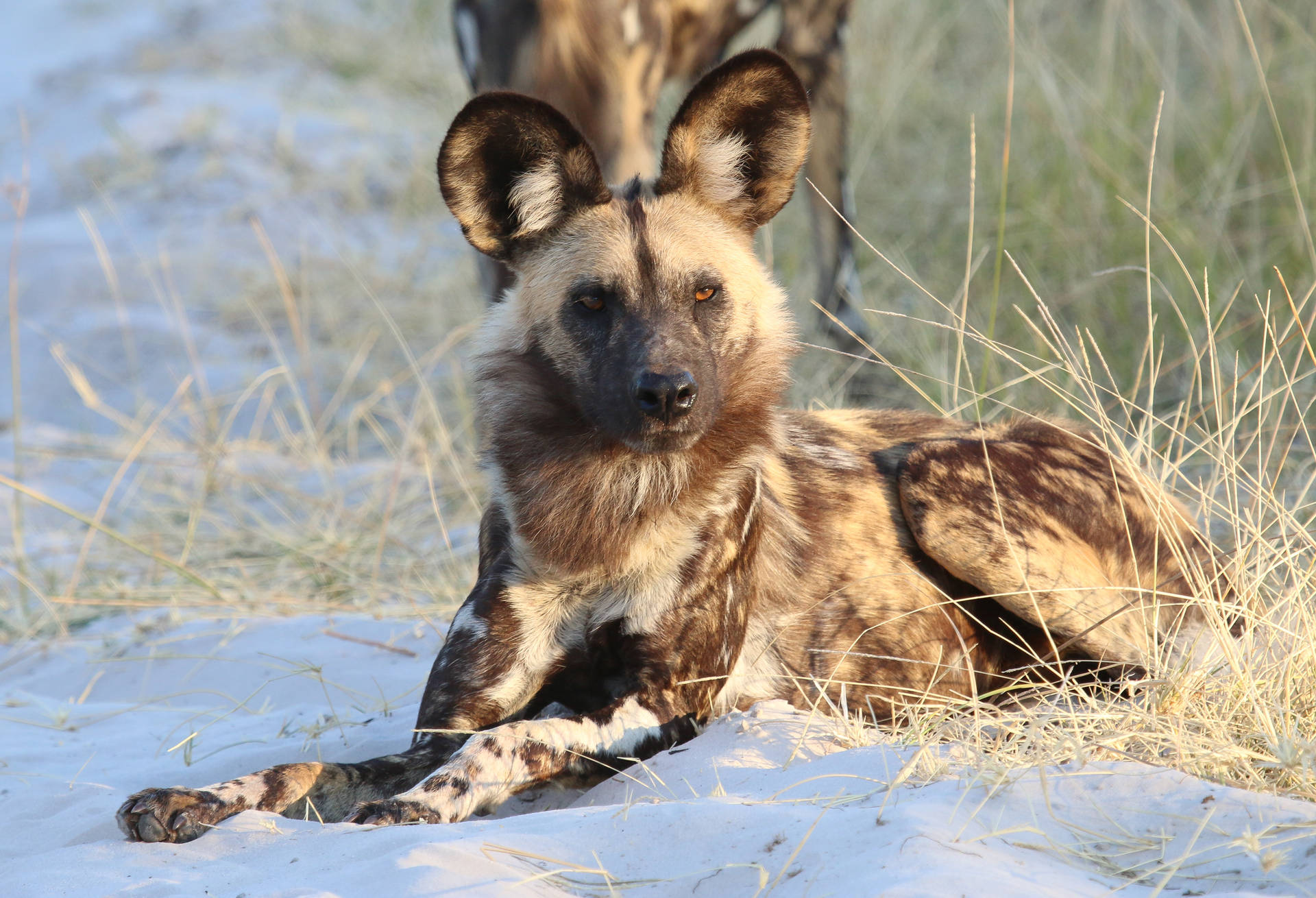 200 Free Hyena  Nature Images  Pixabay