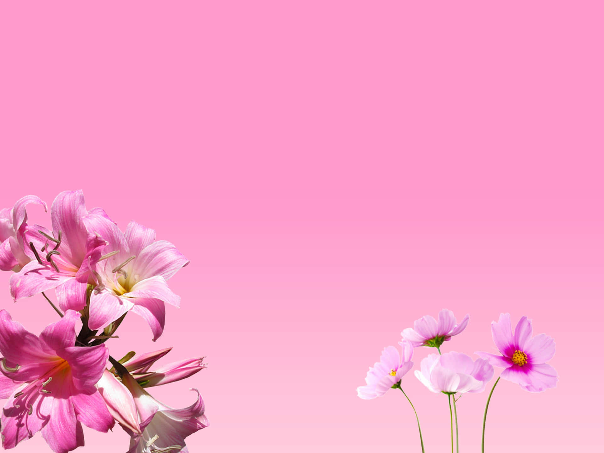 Set Of Pink Flowers Picture