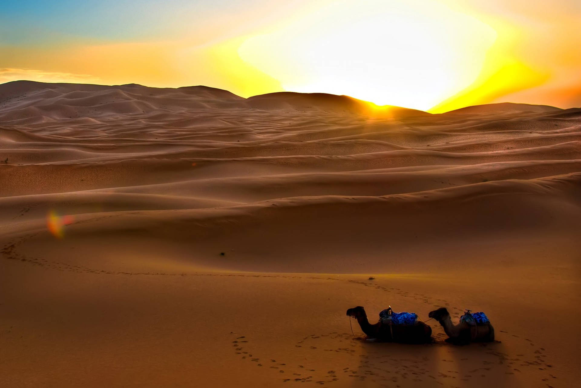 Setting Desert Sun With Camels Wallpaper