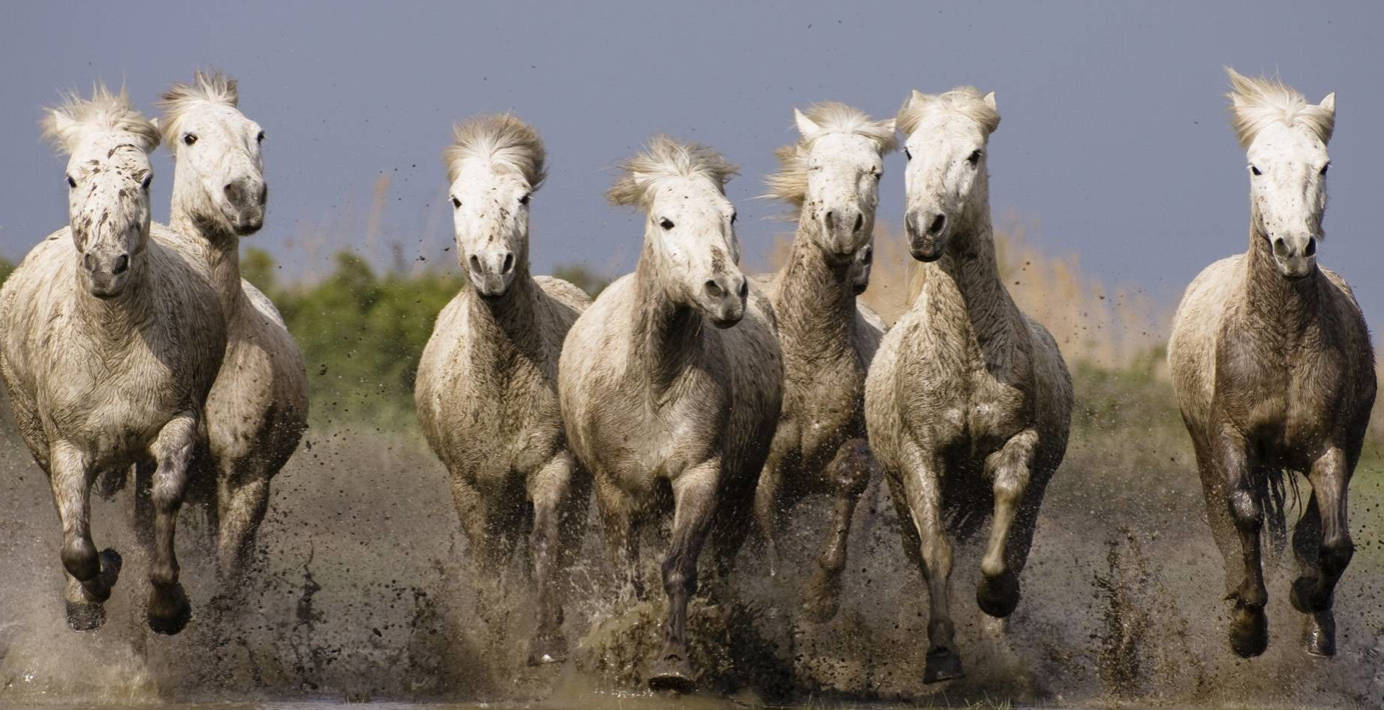Seven Horses Galloping In Mud Wallpaper