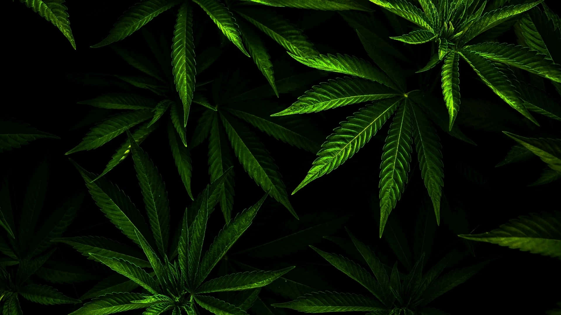 Variashojas De Marihuana En Negro. Fondo de pantalla