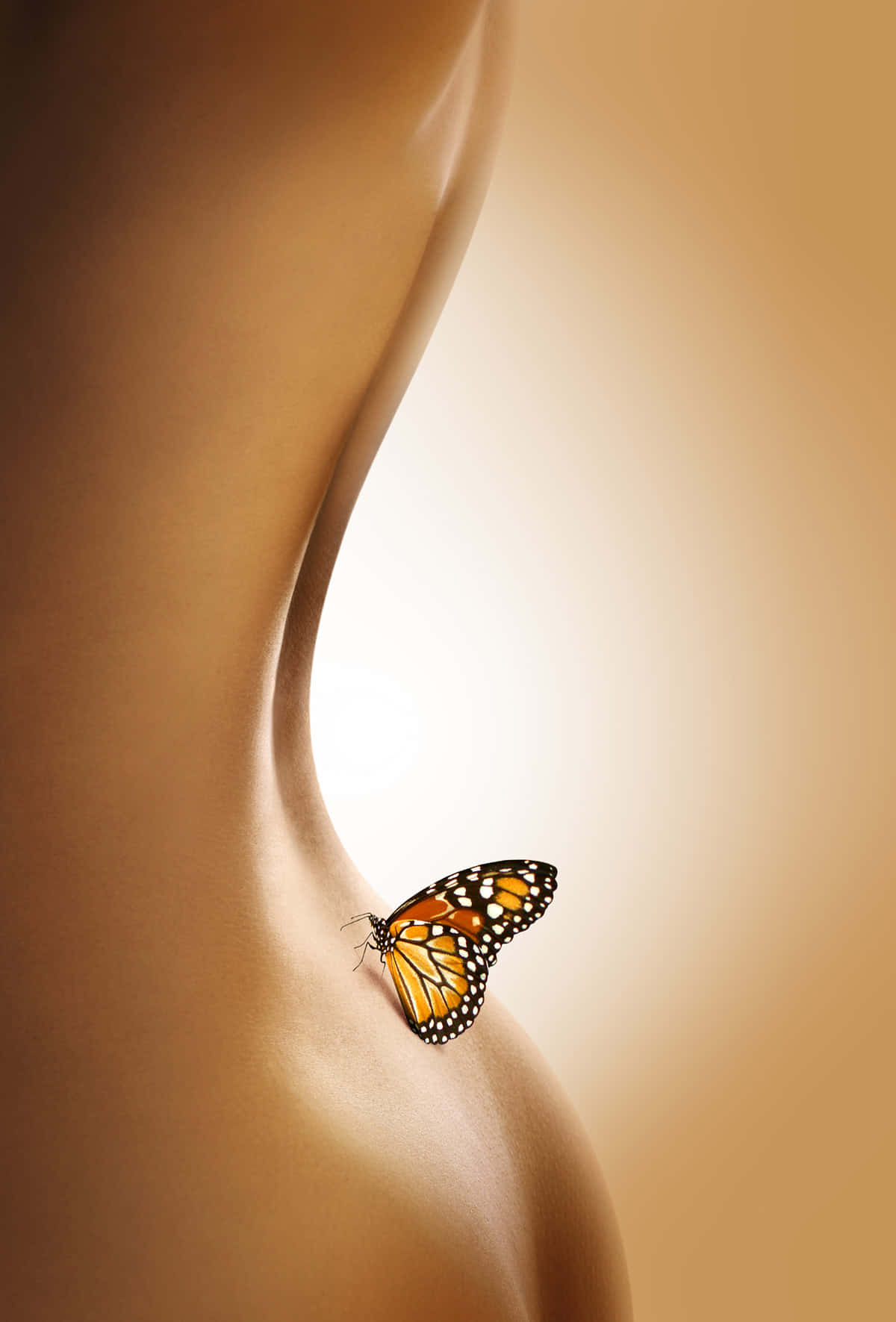 Sexykörper Schmetterling Wallpaper