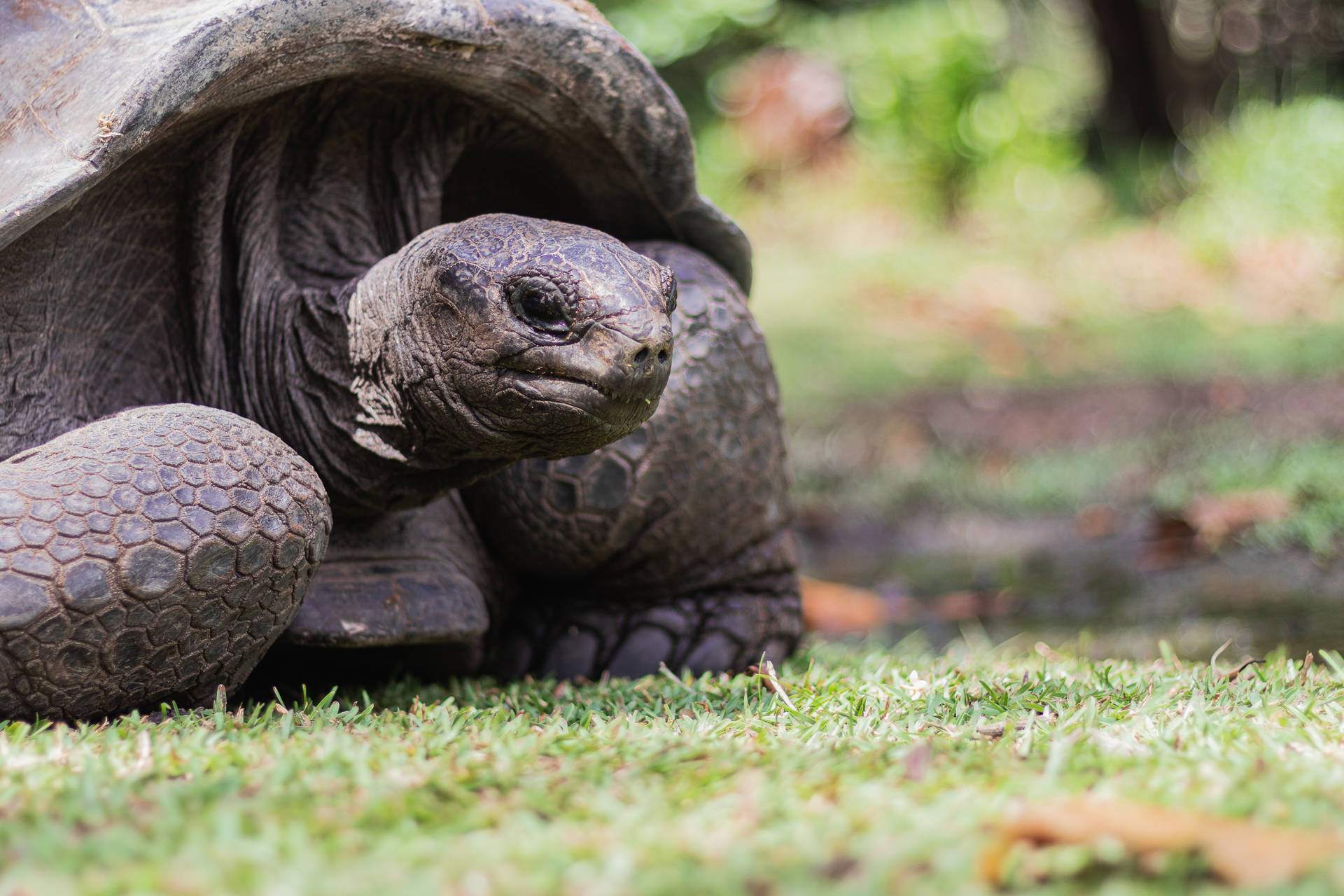 Seychellerna Aldabra Jätte Sköldpadda Wallpaper
