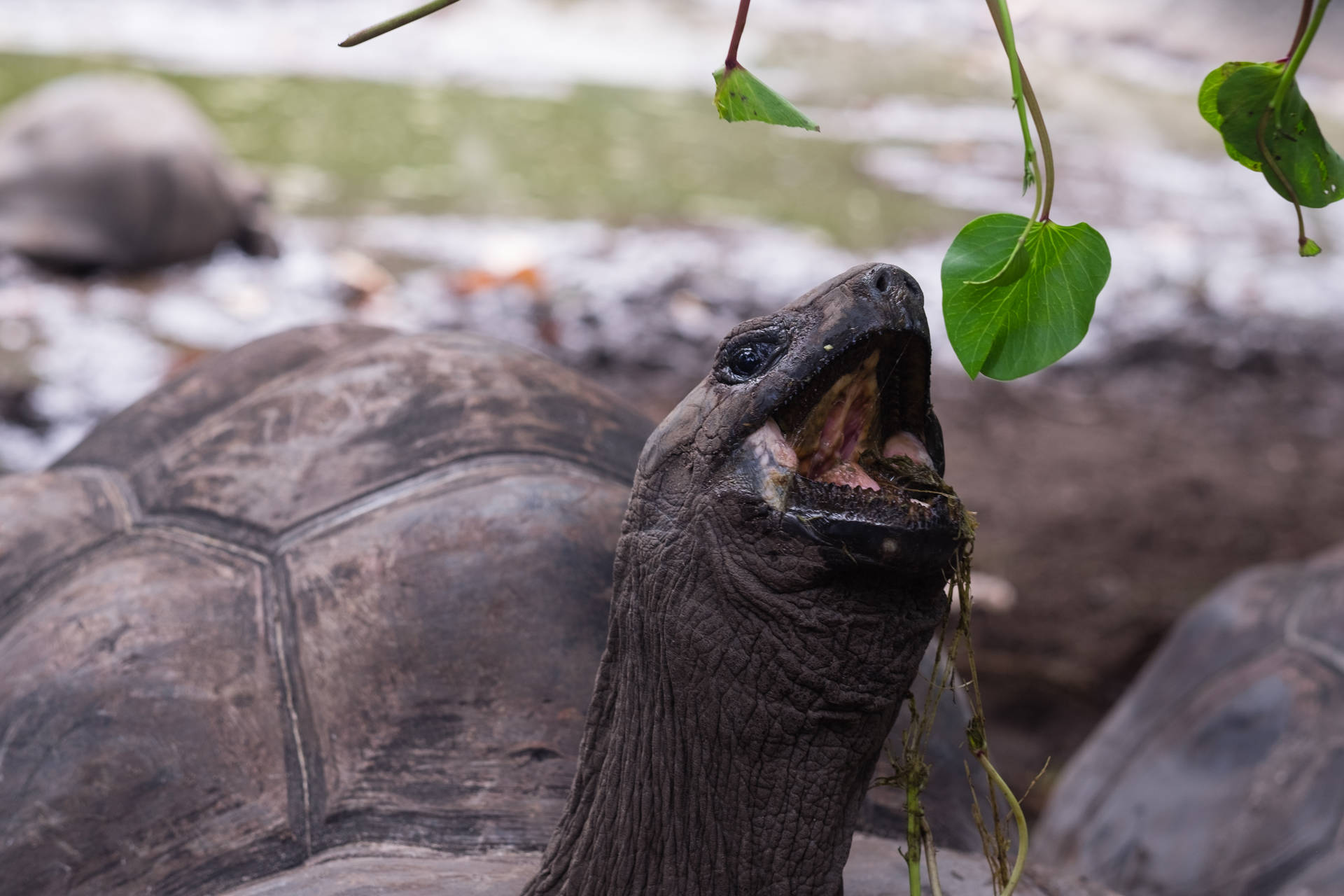 Seychelles Eating Tortoise