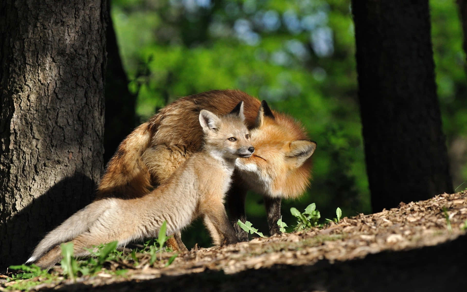 Sfondobaby Fox