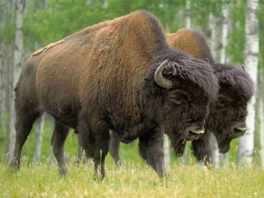 Sfondocon Bisonti